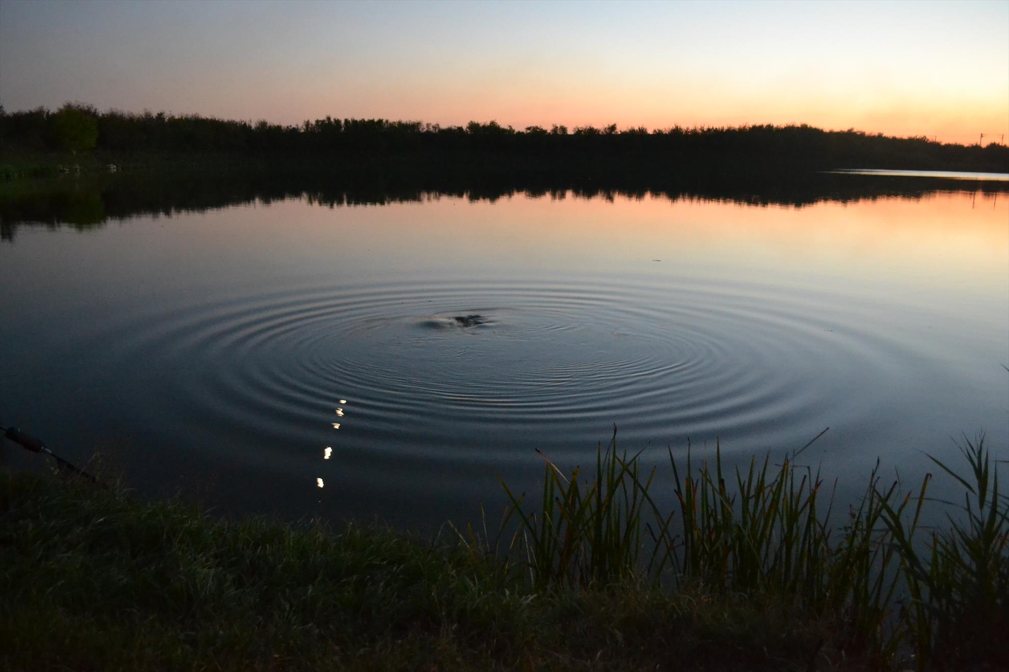 Pescuit la crap - dsc1666.JPG